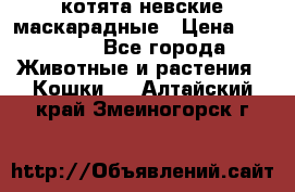 котята невские маскарадные › Цена ­ 18 000 - Все города Животные и растения » Кошки   . Алтайский край,Змеиногорск г.